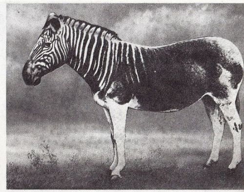 amazing-animals05